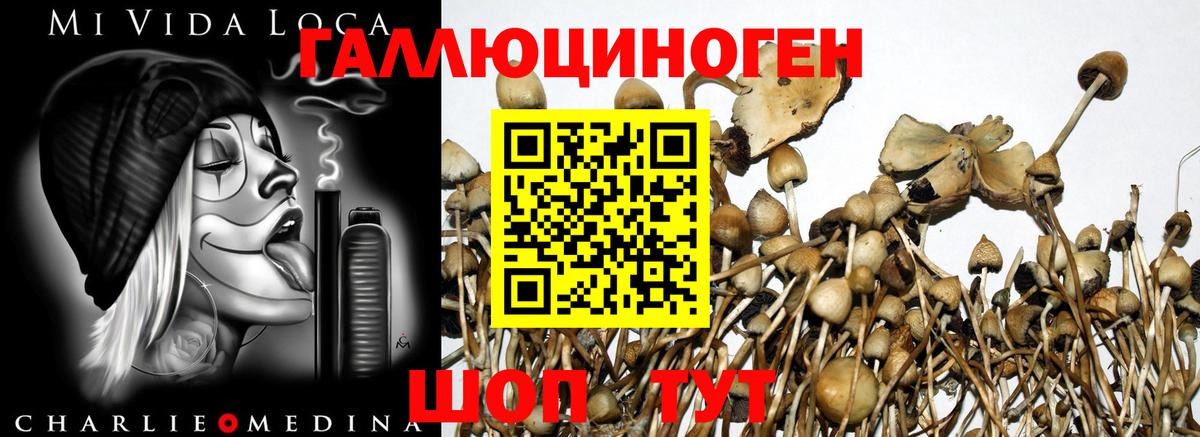 Галлюциногенные грибы Psilocybine cubensis Нерюнгри